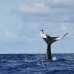 whale_humpback_v_00901_dom3051.jpg